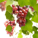 Red Seedless Grape Vines Live Plants for Planting, 5-10" Grape Tree for Outdoor Garden, Dormant in Winter, Cold Hardy, Sweet Flavor