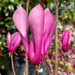 Ann Magnolia Tree in Gallon Pot, Live Flowering Magnolia Tree, Hardy Ornamental Shade Trees with Fragrant Blooms