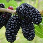 Set 2 Mulberry Trees Plants 5 to 8 Inch Height, Sweet Mulberry Plants Live for Planting, Mulberries Fruit to Grow Outdoor, No Pot (Illinois Everbearing Mulberry)