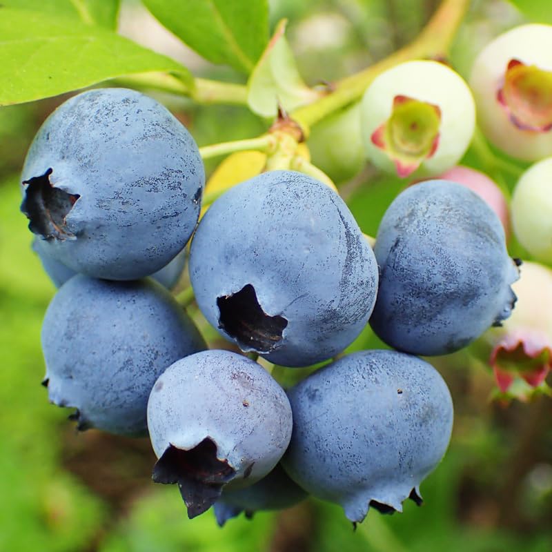 Blueberry Plant Live, Sweet Blueberry Tree Live Plant, Well Rooted 5-12" Tall, Blueberry Bush Live Plant (Biloxi Blueberry)