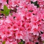 Pink Dwarf Azalea Rhododendron Plants Live Tree, 1 Gallon Pot Azalea Bush Shrub Vibrant Bloom, 1 Year Old Well Rooted, Cold Hardy