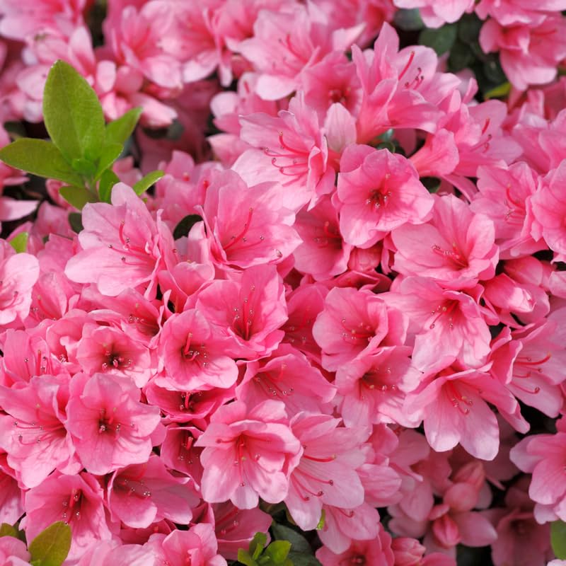 Pink Dwarf Azalea Rhododendron Plants Live Tree, 1 Gallon Pot Azalea Bush Shrub Vibrant Bloom, 1 Year Old Well Rooted, Cold Hardy