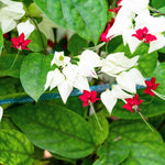 Set 2 White Bleeding Heart Vine Plants Live, Clerodendrum Live Plant, Bleeding Heart Live Plant - 6-8 Inch Plant, Long Blooming, Perennial