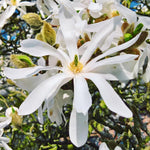 Star Magnolia Tree Live Plant in 2.5 Inches in Pot, Starter Plant, Fragrant Perennial Ornamental Plants Shrub for Outdoor Garden