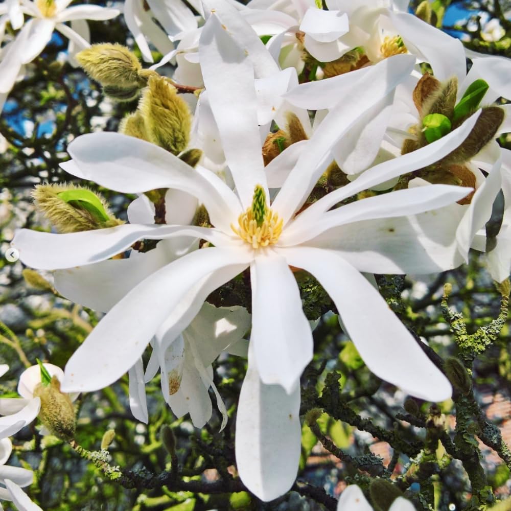 Star Magnolia Tree Live Plant in 2.5 Inches in Pot, Starter Plant, Fragrant Perennial Ornamental Plants Shrub for Outdoor Garden
