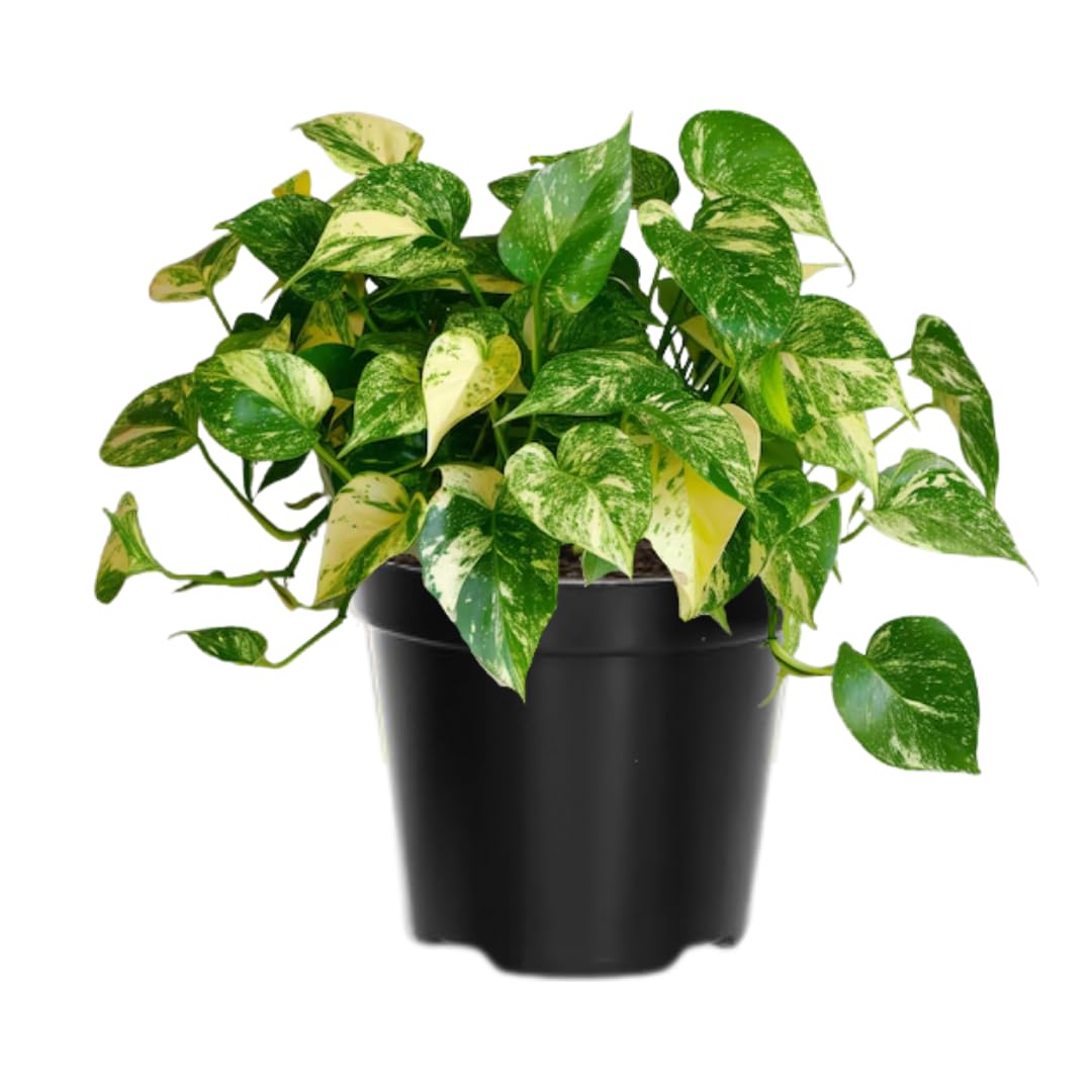 Pothos Live Plant, Live Pothos Plant, 4 to 6 Inches, House Plants Live for Growing Indoor and Outdoor, 4 Inc Potted (Golden)