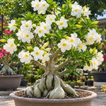 White Desert Rose Live Plant, Adenium Succulent, 4-6" Tall