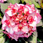 Hydrangea Plant Live, Reblooming Hydrangea Flowers Well-Rooted, Hardy Bush Shrub, 5-9" Tall, Vibrant Shades (Pink White)