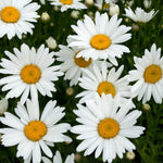 Set 2 White Daisy Plants Live, Perennial Daisy Flowers for Container and Garden Growing 4-8 Inches