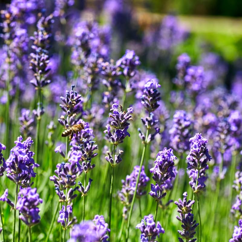 2 Lavender Plants Live Flower, Lavandula Perennial Starter Plants Plugs, 4-8" Tall for Planting Indoor Outdoor (Creek Lavender)