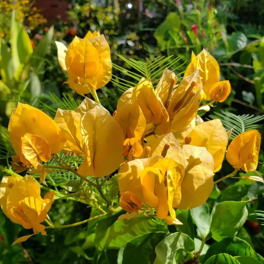 2 Yellow Bougainvillea Plants Live, Flowering Bougainvillea Vine for Outdoor Garden or Trellis, 5-9 Inch Tall, Very Hardy