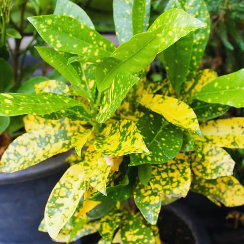 2 Live Croton Plants Live, Green Yellow Croton Plant, 5 to 6 Inches Long, Croton Live Plant for Garden