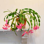 True Christmas Cactus Plant Live in 4 Inch Pot, 4-6 Inch Tall Pink Christmas Cactus Plants, Holiday Houseplant Flower Succulent, Indoor Garden