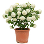 Snowball Viburnum Bush Live Plant in Pot, Snowball Viburnum Tree 9-12 Inches Tall, White Flower for Outdoor Planting