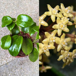 Green Hoya Quinquenervia Live Plant 3-7 Inch Tall, Five Veined Hoya Plant for Planting Indoor Outdoor, Houseplant for Decoration