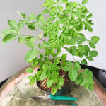 Pack 2 Moringa Trees Live Plants in 4 Inc Pot, 6"-12" Malunggay Drumstick Trees, Horseradish Herb Moringa Plants, Deciduous Tree