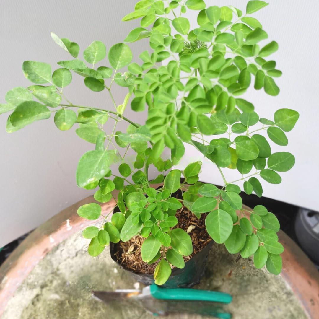 Pack 2 Moringa Trees Live Plants in 4 Inc Pot, 6"-12" Malunggay Drumstick Trees, Horseradish Herb Moringa Plants, Deciduous Tree