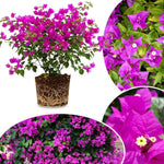 Set 2 Bright Purple Bougainvillea Live Plants 4-7 Inches Tall, Vibrant Bumgainvillea Flowering Vines for Garden, Patio Containers and Indoor Growing