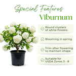 Snowball Viburnum Plant, Viburnum Plant Live, White Bloom, 10-12 Inches Tall, Snowball Shrubs for Landscape and Outdoor Garden
