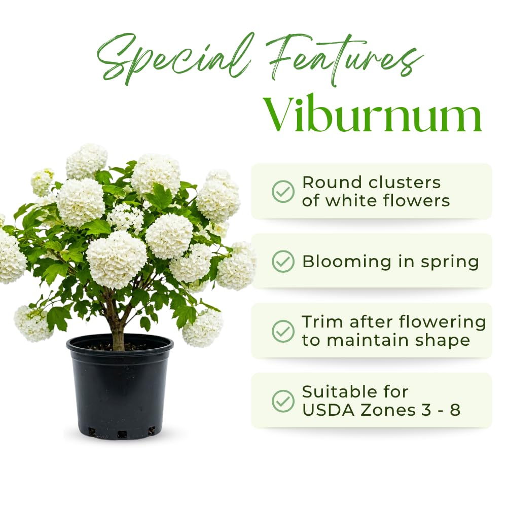 Snowball Viburnum Plant, Viburnum Plant Live, White Bloom, 10-12 Inches Tall, Snowball Shrubs for Landscape and Outdoor Garden