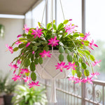 Pink Easter Cactus Plant Live, Spring Easter Cactus Plant, Pink Blooms, 3 to 5 Inc Tall, 2 Inc Pot, Indoor Outdoor Growing
