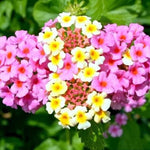 3 Trailing Lantana Plants Live, 5 to 7 Inc Tall, Pink Lantana Live Plants for Planting Outdoors Flower Gardening