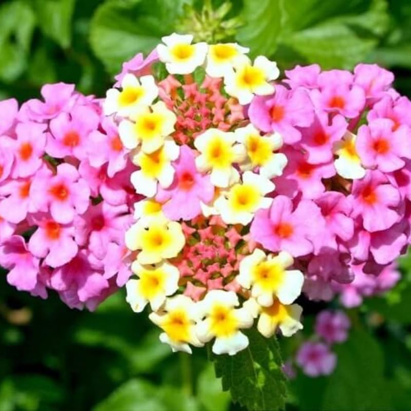 3 Trailing Lantana Plants Live, 5 to 7 Inc Tall, Pink Lantana Live Plants for Planting Outdoors Flower Gardening