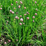 Pack of 5 Purple Chives Plants Live, 4-8" Tall Heirloom Leek Chives for Outdoor Herb Garden