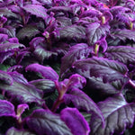 Gynura Purple Passion Plant Live, Gynura Aurantiaca Purple Velvet Passion Live Plants, 4-9 Inch Tall, 2 Starter Plants