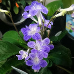 Streptocarpus Live Plant in 3.25" Pot, 5-8" False African Violet Ladyslipper Primose Plant for Spring Planting, Indoor Outdoor Home Décor (Blue White)