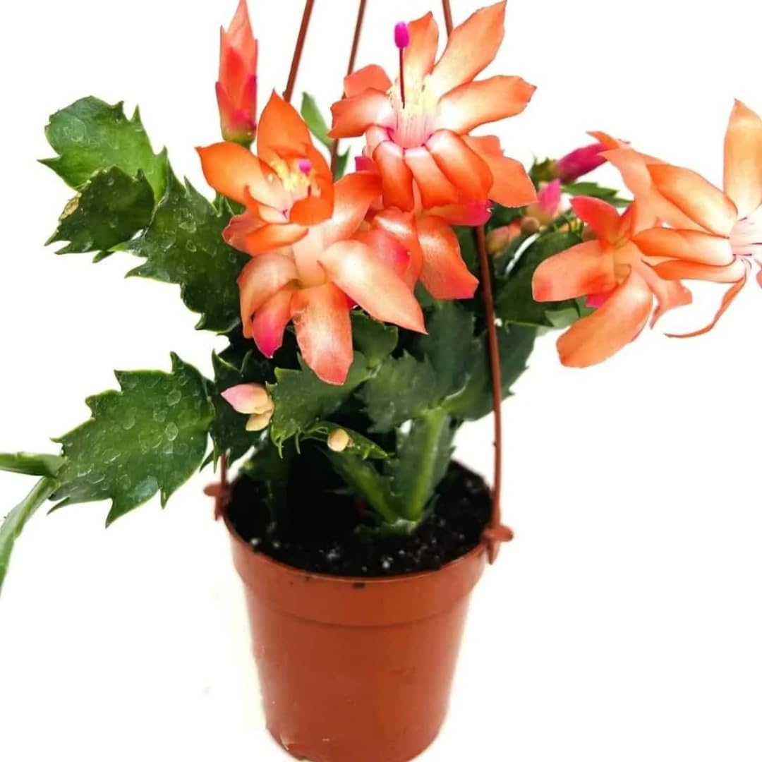 True Thanksgiving Cactus Plant Live in 4" Pot, Ready to Bloom, Holiday Christmas Cactus Plants Live, Vibrant Blooms (Orange)