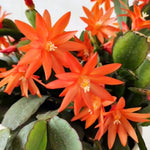 Easter Cactus Plants Live, Spring Bloom, Cold Hardy, 5-9" in Tall, No Pot, Starter Holiday Cactus Plant for Indoor Outdoor Houseplants (Orange)