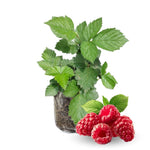 Everbearing Raspberry Bush Plant Live, Cold Hardy, Raspberries Plants Established Roots Live for Planting, 1 Plant 5-9 Inc Tall, No Pot (Red)