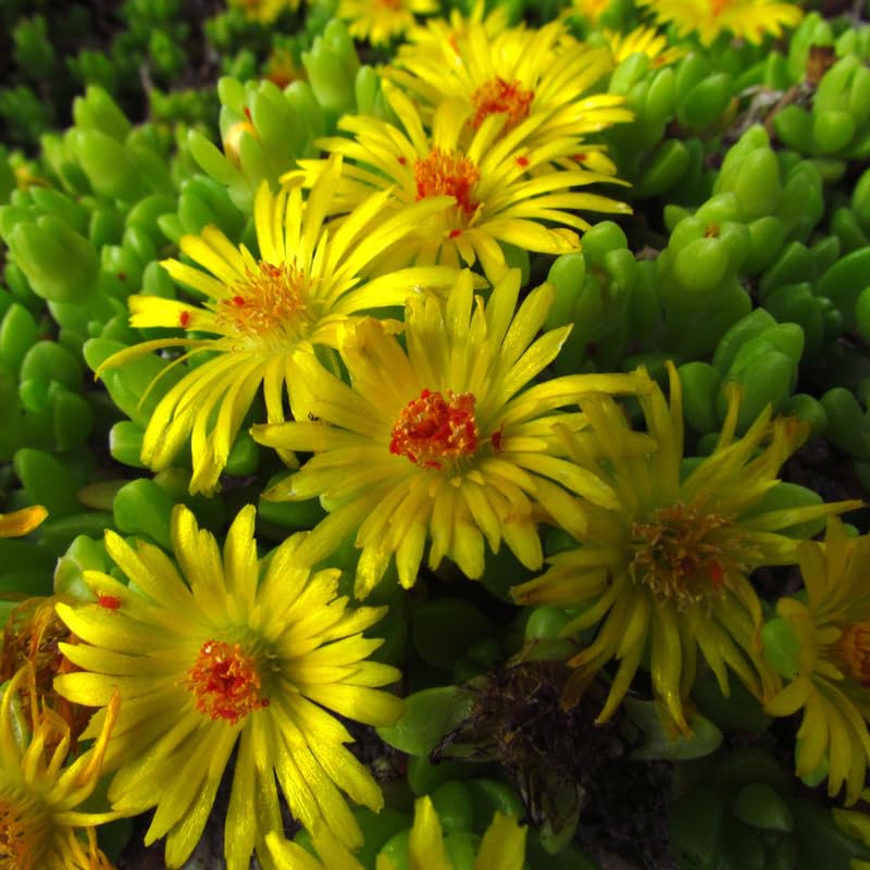 Ice Plant Live, Perennial Ice Plant Ground Cover for Planting 4 Inch Pot