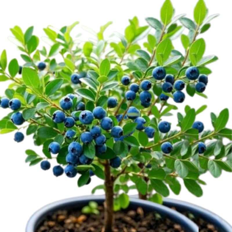 2 Southern Highbush Blueberry Plants Live for Outdoor Growing, Summer Planting Blueberry Trees Live Plants, Blueberries Bushes, Hardy and High Yield Seedlings, Starter 4 to 7", No Pot