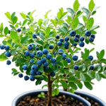 2 Southern Highbush Blueberry Plants Live for Outdoor Growing, Emerald Blueberry Trees Live Plants, Blueberries Bushes, Hardy and High Yield Seedlings, Starter 4 to 7", No Pot