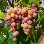 2 Red Grape Vines, 5-9 Inch Height, Cold Hardy Grape Plants Live Well-Rooted for Landscaping, Sweet Fruit Variety
