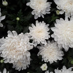 2 Mums Plants Live, White Chrysanthemum Plants Live, No Potted, Chrysanthemum Flower Live Plant, 5 to 8 Inc, Mum Live Plant