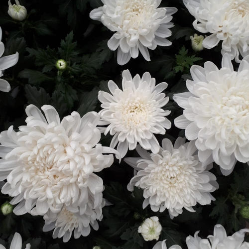 2 Mums Plants Live, White Chrysanthemum Plants Live, No Potted, Chrysanthemum Flower Live Plant, 5 to 8 Inc, Mum Live Plant