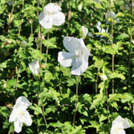 White Rose of Sharon Plant, Hardy Hibiscus Bush Shrub Well-Rooted 7-13" Tall Althea Shrub with Summer Blooms for Outdoor Landscape