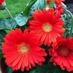 2 Red Gerbera Daisy Plants Live, 3 to 5 Inc Tall, Gerbera Daisies Live Plants, Daisy Plant, Daisies Flowers Live Plants, Daisy Plant Pot