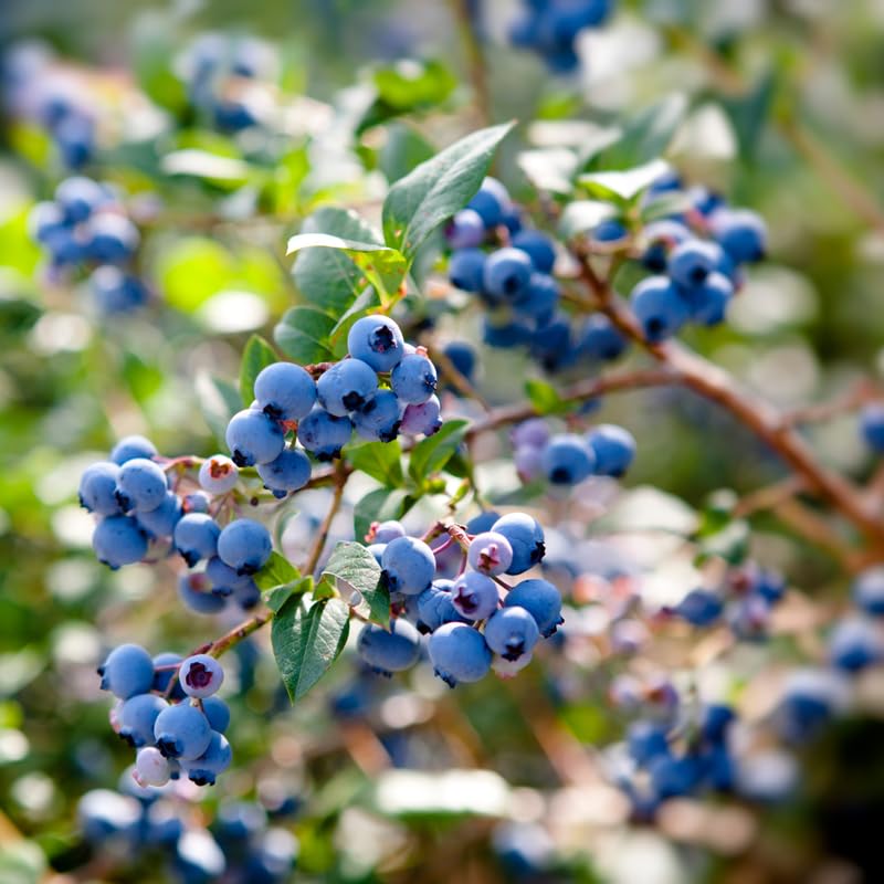 2 Blueberry Plants, Blueberry Tree Live Plant, Blueberry Shrub 1 Year Old, Sweet Blueberry Bush Live Plant, Blueberries Bareroots (Sunshine Blue Blueberry)