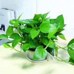 Pothos Live Plant, Live Pothos Plant, 4 to 6 Inches, House Plants Live for Growing Indoor and Outdoor, 4 Inc Potted (Green)