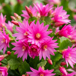 Easter Cactus Plant Live, Pink Easter Cactus, 2 Inches Pot, 3-5 Inches Tall, Indoor Flowering Succulent for Homes, Offices and Container