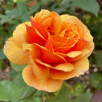 Rose Plant Live, Rose Bush Live Plant, Fragrant Flowers Ready to Plant, 5-9 Inch Height, Well-Rooted, No Pot (Orange Rose)
