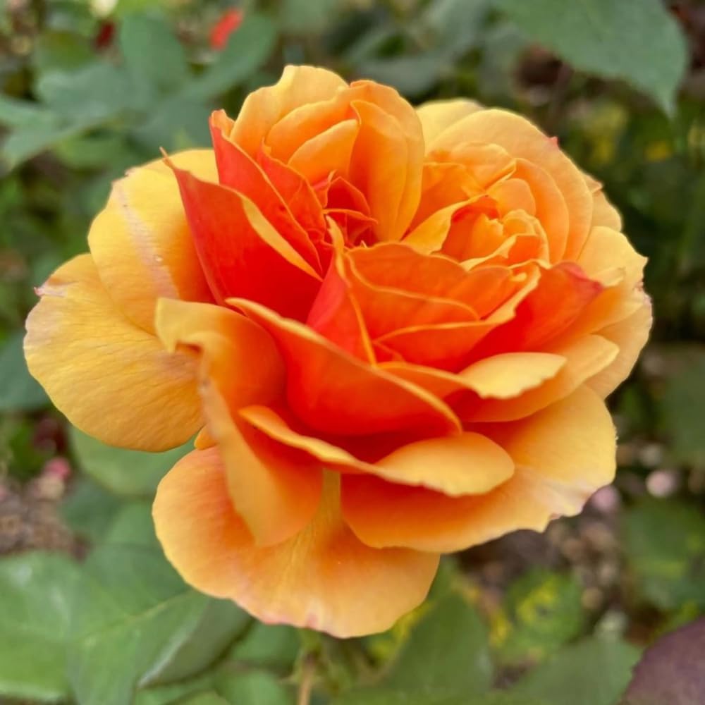 Rose Plant Live, Rose Bush Live Plant, Fragrant Flowers Ready to Plant, 5-9 Inch Height, Well-Rooted, No Pot (Orange Rose)