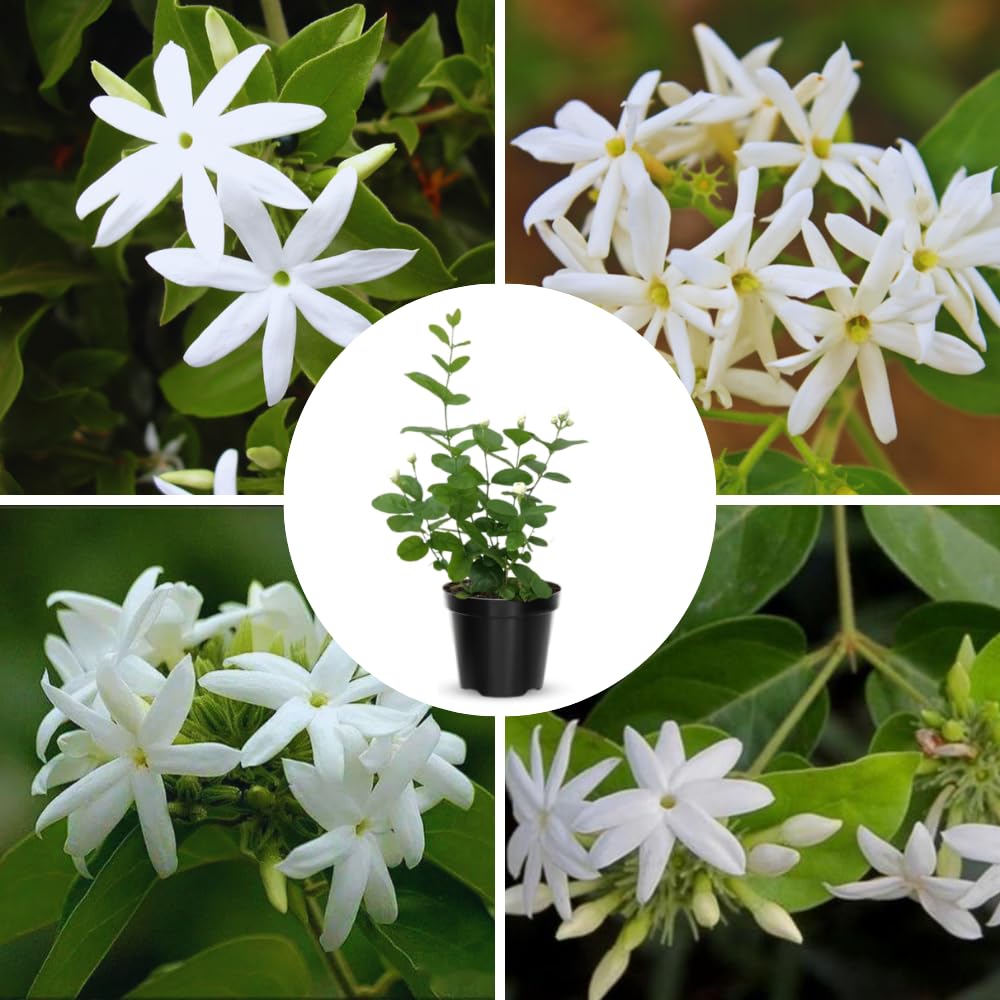 Set of 3 Jasmine Plant Indoor Live, from 5 to 7 Inches Tall, Jasmine Flower Plant Inside Outside