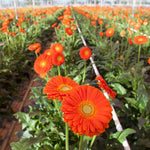3 Pink Gerbera Daisy Plants Live, Gerbera Daisies Live Plants, Daisy Plant, Daisies Flowers Live Plants