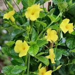 3 Yellow Mandevilla Plants Live, 5-10” Tall Flowering Mandevilla Vines for Trellis, Outdoor Patio, Garden Pots, Trailing Mandevilla Seedlings