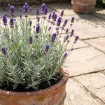 4 Creek Lavender Plants Live, Fragrant Lavender Herb for Garden, Patio Containers and Indoor Décor, 4-7 Inches Tall